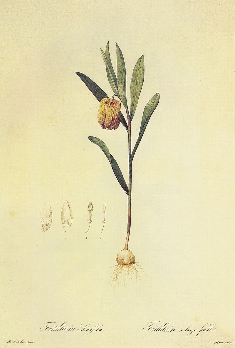 Fritillaria latifolia